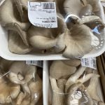 FUNGHI PLEUROTUS Gr. 250