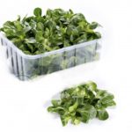 VALERIANA gr 100