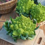 BROCCOLI ROMANESCHI (€ 3,95 Kg)
