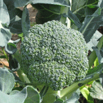 BROCCOLI SICILIANI