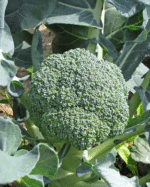 BROCCOLI SICILIANI