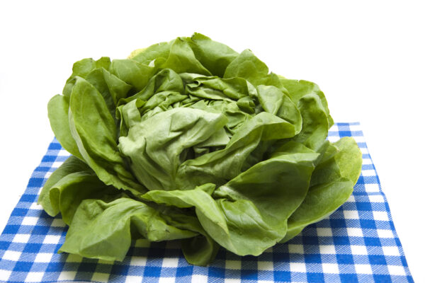 INSALATA CAPPUCCINA - immagine 2