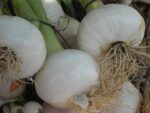 CIPOLLA FRESCA a mazzi - immagine 3