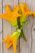 FIORI DI ZUCCA in vaschetta - immagine 2