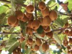 KIWI - immagine 3