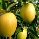 MELE GOLDEN trentino - immagine 2