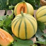MELONE tipo FRANCESINO (€ 3.50 Kg)  Kg1.2/1.3