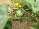 MELONE tipo FRANCESINO (€ 3.50 Kg)  Kg1.2/1.3 - immagine 3