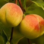 PESCHE GIALLE