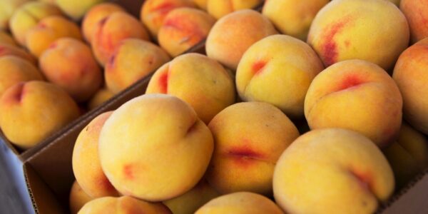 PESCHE GIALLE - immagine 2