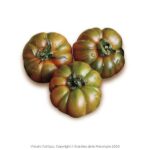 POMODORI MERINDA (Gr. 500)