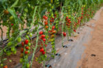 POMODORI DATTERINO (Gr. 500) - immagine 2