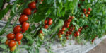 POMODORI PICCADILLI - immagine 2