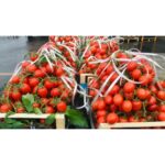 POMODORI PICCADILLI - immagine 4