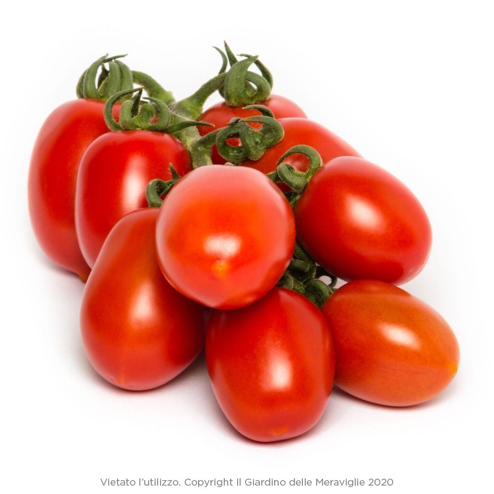 pomodori piccadilly POMODORI PICCADILLI - immagine 1