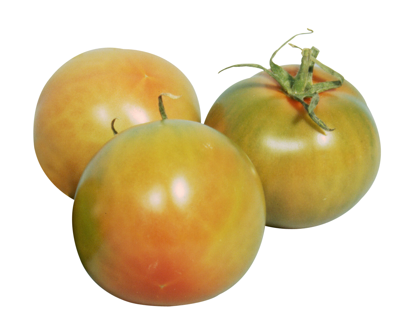 pomodori verdi POMODORI VERDI da insalata - immagine 1