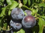 PRUGNE NERE - immagine 2