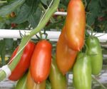 POMODORO S.MARZANO verde - immagine 3
