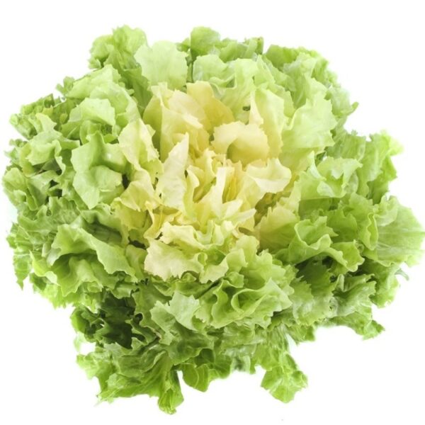 INSALATA SCAROLA - immagine 2