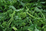 BROCCOLETTI PULITI gr. 700