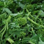 BROCCOLETTI PULITI gr. 700