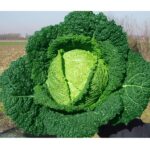 VERZA RICCIA