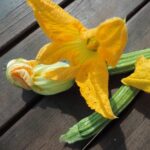 ZUCCHINE ROMANESCHE - immagine 3