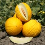 MELONI GIALLI ( € 1,50 Kg. )