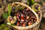 CASTAGNE  (Gr.500)