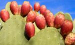 FICHI D'INDIA (fiorone) - immagine 3
