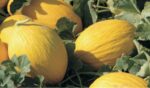 MELONI GIALLI ( € 1,50 Kg. ) - immagine 3