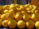 MELONI GIALLI ( € 1,50 Kg. ) - immagine 4