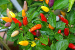 PEPERONCINI PICCANTI in vaschetta - immagine 2