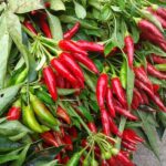 PEPERONCINI PICCANTI in vaschetta - immagine 4