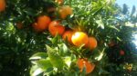 CLEMENTINE cal.  1\1x - immagine 4