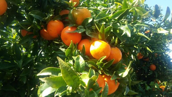 CLEMENTINE cal.  1\1x - immagine 4