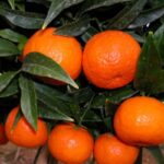 CLEMENTINE cal.  1\1x