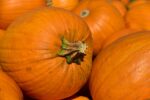 ZUCCA di HALLOWEEN