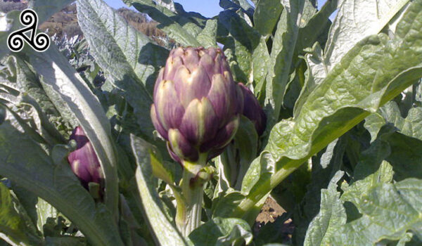 CARCIOFI VIOLETTI - immagine 2