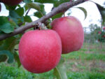 MELE PINK LADY - immagine 2
