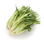 PUNTARELLE o Catalogna