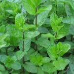 Spezie: MENTA PIPERITA (Vs. Gr. 35) - immagine 2