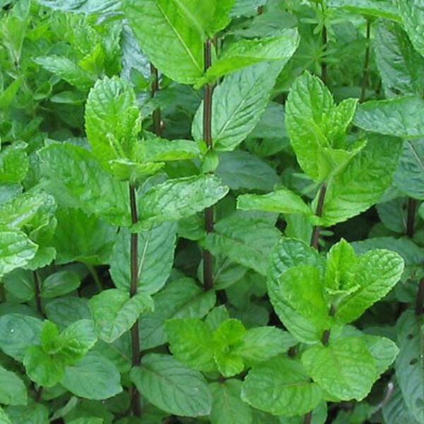Spezie: MENTA PIPERITA (Vs. Gr. 35) - immagine 2