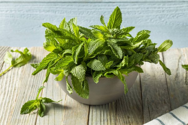 menta Spezie: MENTA PIPERITA (Vs. Gr. 35) - immagine 1