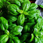 PIANTINE ODORI (BASILICO) - immagine 2