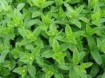 PIANTINE ODORI (MENTA) - immagine 2