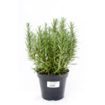 PIANTINE ODORI (ROSMARINO)