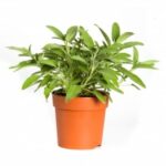 PIANTINE ODORI (SALVIA)