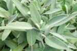 PIANTINE ODORI (SALVIA) - immagine 2