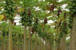 PAPAYA formosa brasile (Kg 1.5) - immagine 3